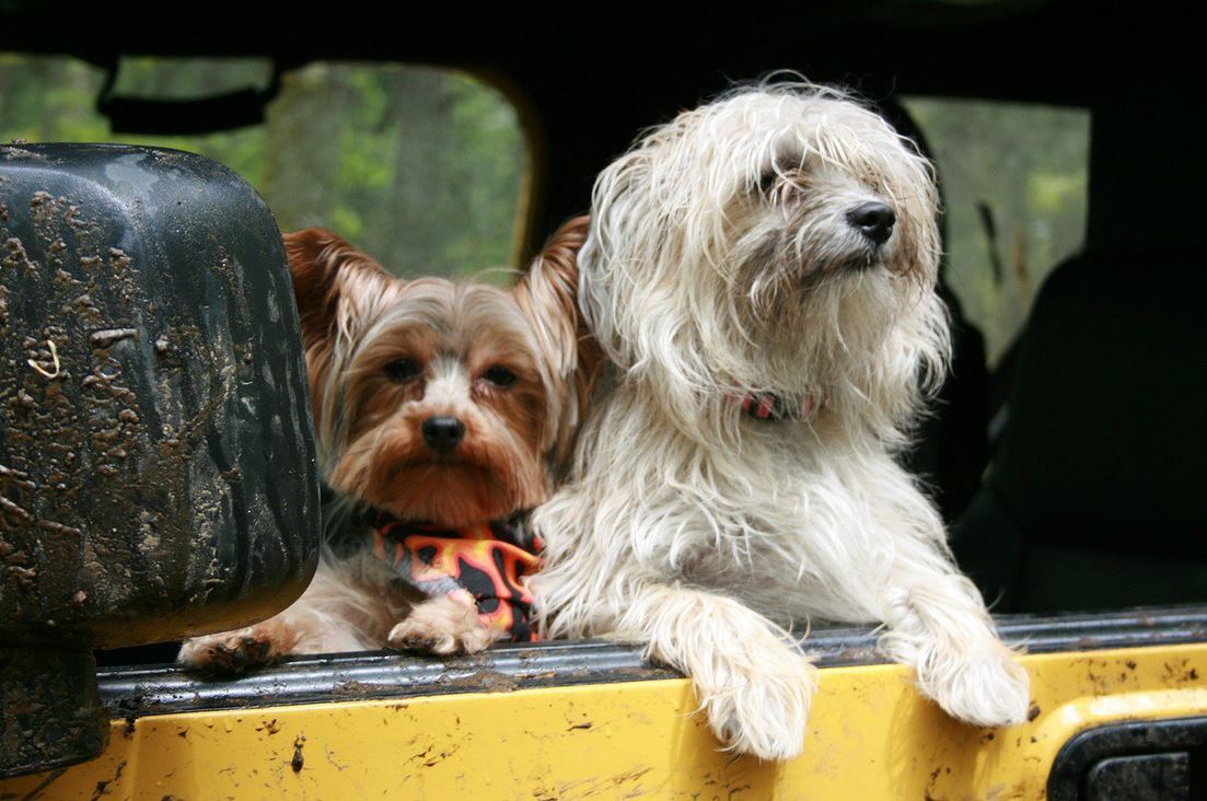 dogs in car